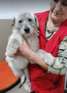 Bessie a brindle Romanian rescue dog | 1 Dog at a Time Rescue UK