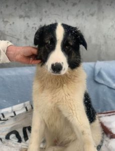 Carlos a black and white Romanian rescue dog | 1 Dog at a Time Rescue UK