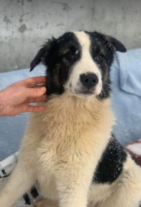Carlos a black and white Romanian rescue dog | 1 Dog at a Time Rescue UK