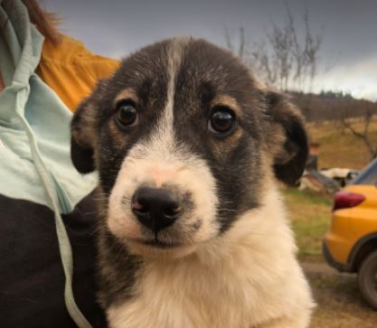 Carly a grey and white Romanian rescue dog | 1 Dog at a Time Rescue UK