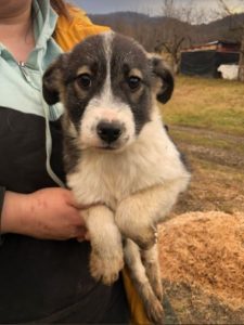 Carly a grey and white Romanian rescue dog | 1 Dog at a Time Rescue UK