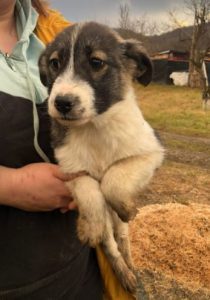 Carly a grey and white Romanian rescue dog | 1 Dog at a Time Rescue UK