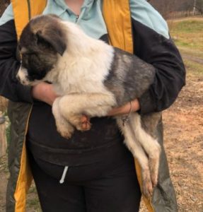 Carly a grey and white Romanian rescue dog | 1 Dog at a Time Rescue UK