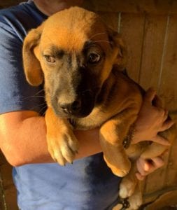 Casper a tan Romanian rescue dog | 1 Dog at a Time Rescue UK