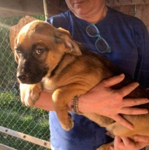 Casper a tan Romanian rescue dog | 1 Dog at a Time Rescue UK