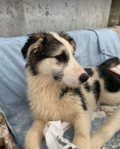 Cassie a grey and white Romanian rescue dog | 1 Dog at a Time Rescue UK