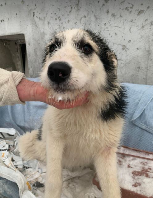 Cassie a grey and white Romanian rescue dog | 1 Dog at a Time Rescue UK