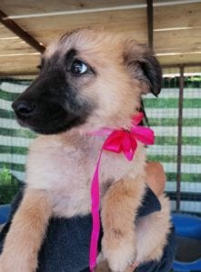 Cayci a fawn coloured Romanian rescue puppy | 1 Dog at a Time Rescue UK