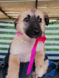 Cayci a fawn coloured Romanian rescue puppy | 1 Dog at a Time Rescue UK