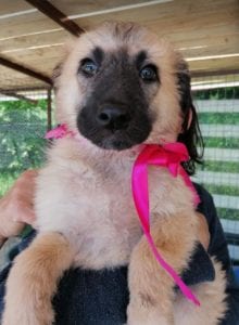 Cayci a fawn coloured Romanian rescue puppy | 1 Dog at a Time Rescue UK