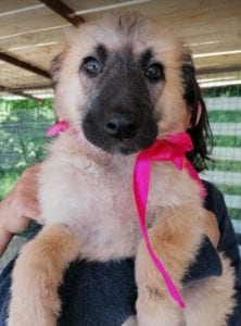 Cayci a fawn coloured Romanian rescue puppy | 1 Dog at a Time Rescue UK