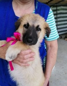 Cayci a fawn coloured Romanian rescue puppy | 1 Dog at a Time Rescue UK