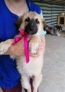 Cayci a fawn coloured Romanian rescue puppy | 1 Dog at a Time Rescue UK