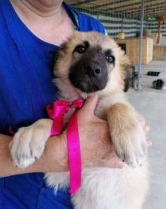 Cayci a fawn coloured Romanian rescue puppy | 1 Dog at a Time Rescue UK