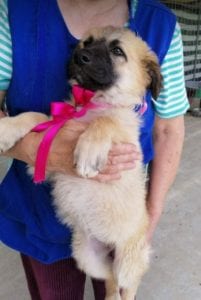 Cayci a fawn coloured Romanian rescue puppy | 1 Dog at a Time Rescue UK