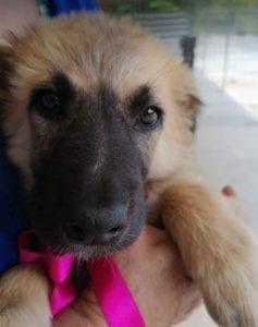 Cayci a fawn coloured Romanian rescue puppy | 1 Dog at a Time Rescue UK