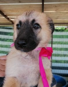 Cayci a fawn coloured Romanian rescue puppy | 1 Dog at a Time Rescue UK
