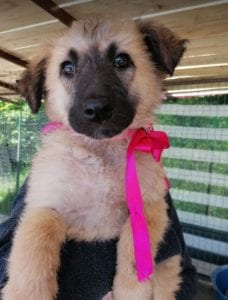 Cayci a fawn coloured Romanian rescue puppy | 1 Dog at a Time Rescue UK