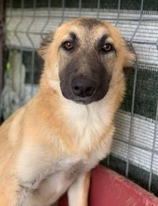 Cayci a fawn coloured Romanian rescue puppy | 1 Dog at a Time Rescue UK