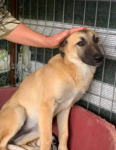 Cayci a fawn coloured Romanian rescue puppy | 1 Dog at a Time Rescue UK