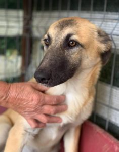 Cayci a fawn coloured Romanian rescue puppy | 1 Dog at a Time Rescue UK