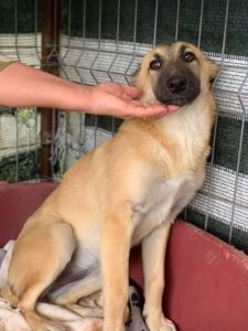 Cayci a fawn coloured Romanian rescue puppy | 1 Dog at a Time Rescue UK