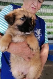 Charley a fawn coloured Romanian rescue puppy | 1 Dog at a Time Rescue UK