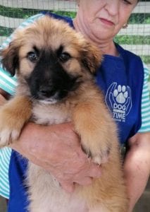 Charley a fawn coloured Romanian rescue puppy | 1 Dog at a Time Rescue UK