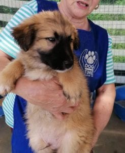 Charley a fawn coloured Romanian rescue puppy | 1 Dog at a Time Rescue UK