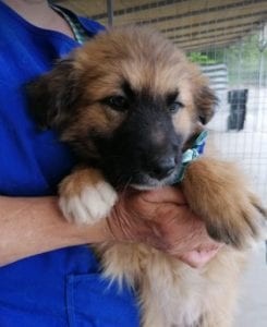 Charley a fawn coloured Romanian rescue puppy | 1 Dog at a Time Rescue UK