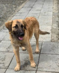 Charley a fawn coloured Romanian rescue puppy | 1 Dog at a Time Rescue UK