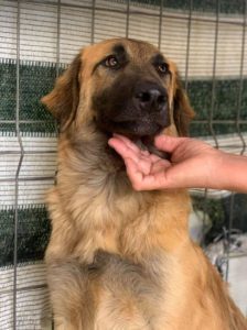 Charley a fawn coloured Romanian rescue puppy | 1 Dog at a Time Rescue UK