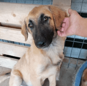 Chester a fawn coloured Romanian rescue puppy | 1 Dog at a Time Rescue UK