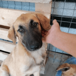 Chester a fawn coloured Romanian rescue puppy | 1 Dog at a Time Rescue UK