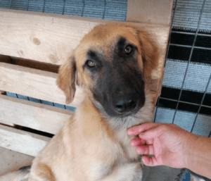 Chester a fawn coloured Romanian rescue puppy | 1 Dog at a Time Rescue UK