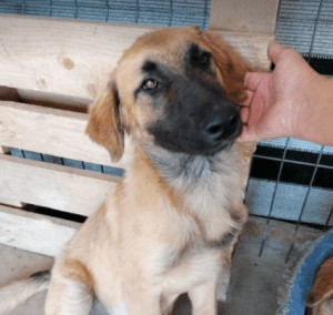 Chester a fawn coloured Romanian rescue puppy | 1 Dog at a Time Rescue UK