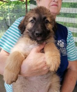 Chester a fawn coloured Romanian rescue puppy | 1 Dog at a Time Rescue UK