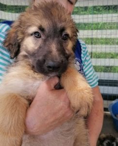 Chester a fawn coloured Romanian rescue puppy | 1 Dog at a Time Rescue UK