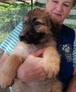 Chester a fawn coloured Romanian rescue puppy | 1 Dog at a Time Rescue UK