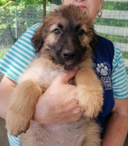 Chester a fawn coloured Romanian rescue puppy | 1 Dog at a Time Rescue UK