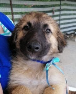 Chester a fawn coloured Romanian rescue puppy | 1 Dog at a Time Rescue UK