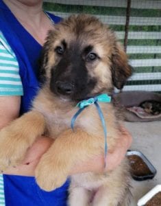 Chester a fawn coloured Romanian rescue puppy | 1 Dog at a Time Rescue UK