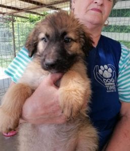 Chester a fawn coloured Romanian rescue puppy | 1 Dog at a Time Rescue UK