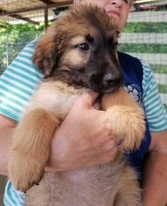 Chester a fawn coloured Romanian rescue puppy | 1 Dog at a Time Rescue UK