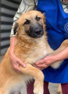 Chester a fawn coloured Romanian rescue puppy | 1 Dog at a Time Rescue UK