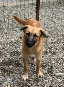 Chester a fawn coloured Romanian rescue puppy | 1 Dog at a Time Rescue UK