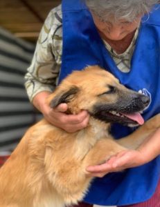 Chester a fawn coloured Romanian rescue puppy | 1 Dog at a Time Rescue UK