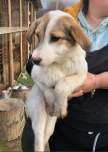 Christa a tan and white Romanian rescue dog | 1 Dog at a Time Rescue UK