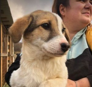 Christa a tan and white Romanian rescue dog | 1 Dog at a Time Rescue UK