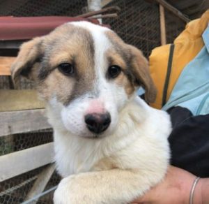 Christa a tan and white Romanian rescue dog | 1 Dog at a Time Rescue UK